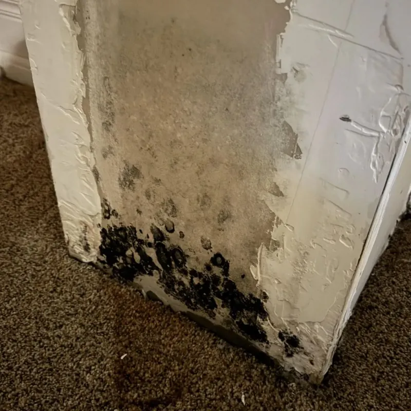 Professional Mold Removal in Edinburg, TX